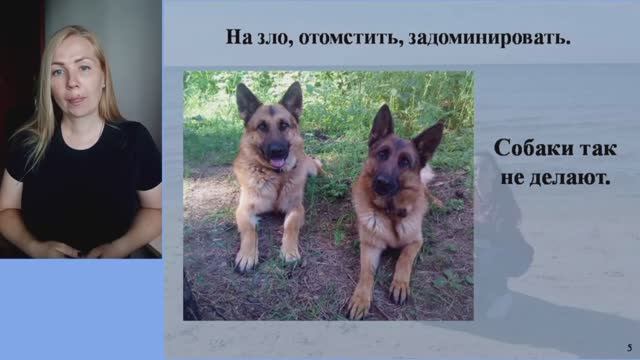 Ознакомительная часть из видео-урока "Дела туалетные". Если собака "пакостит" дома. смотреть онлайн