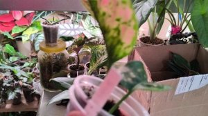 А у меня новиночки))) Аглоанемы. #комнатные растения☘️☘️☘️