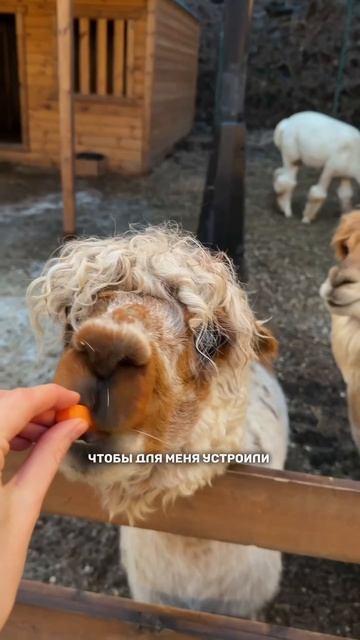 Сюрприз часть 3 смотреть онлайн