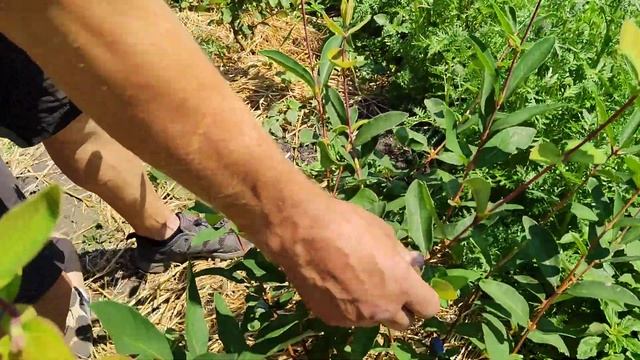 Молодые приросты повторно двинулись в рост и зацвели.