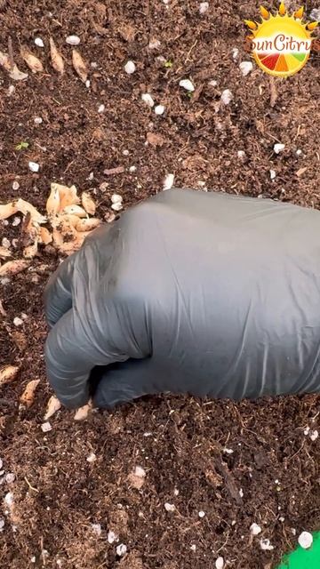Посевная 🌱МИНИ ПОМЕЛО