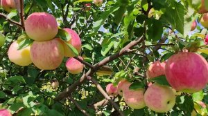 Сортовые признаки сортов яблони