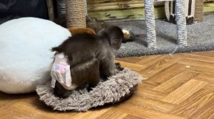 Финик любит папу Влада БОЛЬШЕ ВСЕХ, была бы его воля, он вообще С НЕГО НЕ СЛАЗИЛ!