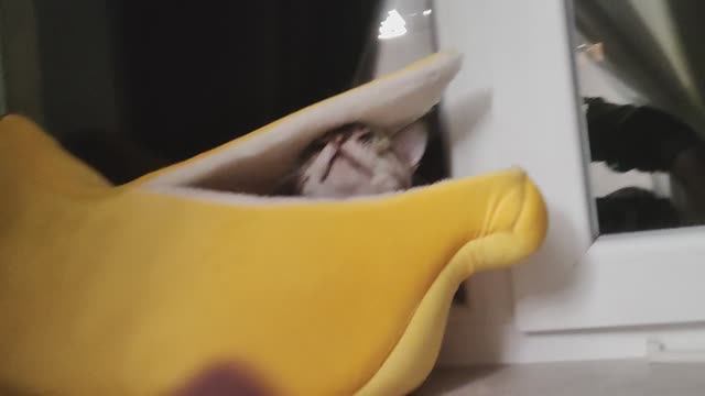 Кот спит в новой лежанке смотреть онлайн