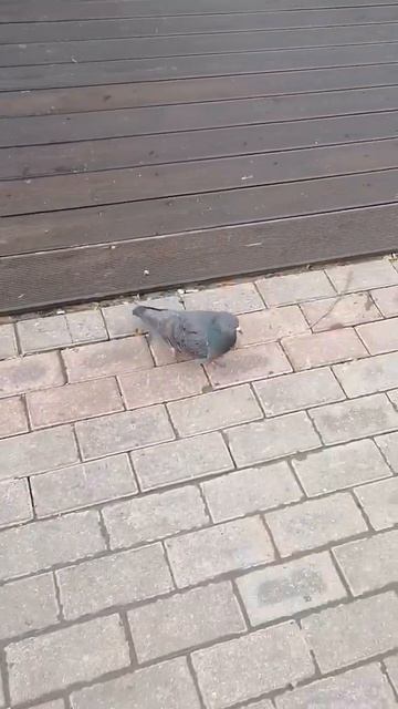 армия голубей и уток в городе Чехов #shorts #Beauty #Birds #River