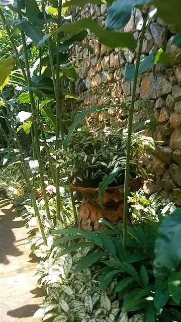 Этот зал пахнет волшебством Тайный зал орхидей в Таиланде: где цветы шепчут древние легенды смотреть онлайн