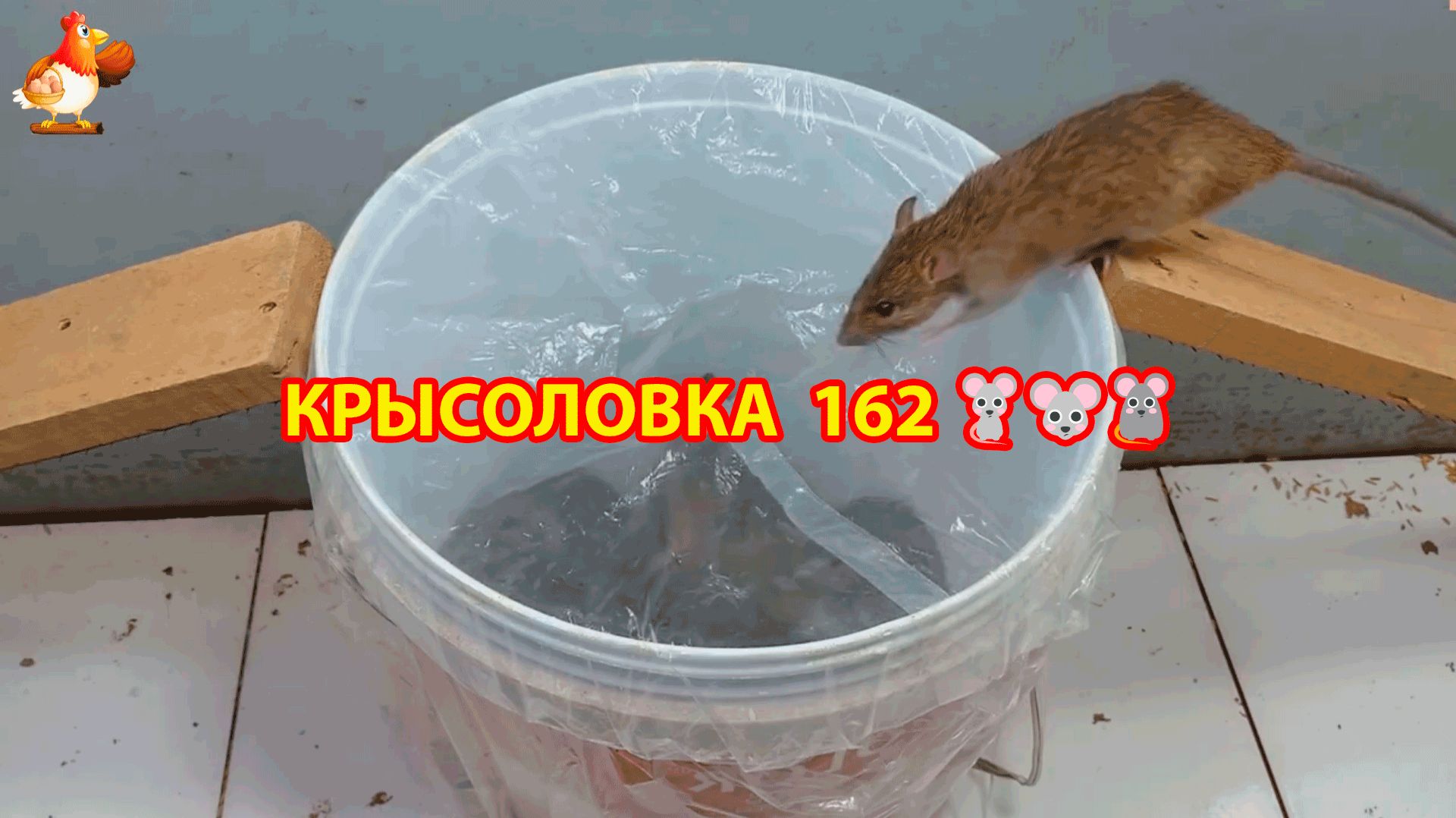 Крысоловка вариант (162) 🐀 Как сделать крысоловку своими руками и поймать кучу крыс 🐀🐁🐀 смотреть онлайн