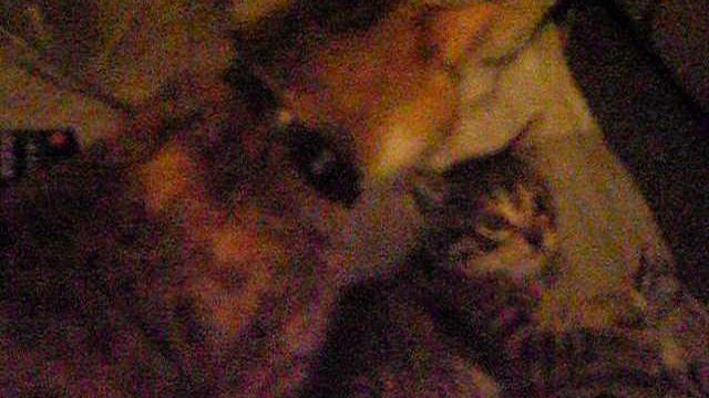 МУСЯ ИГРАЕТ