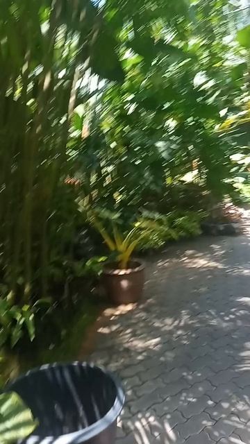 10 секунд в раю орхидей Тайный зал орхидей в Таиланде: где цветы шепчут древние легенды смотреть онлайн