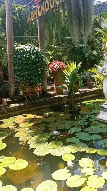 Остановись. Просто посмотри. Тайный зал орхидей в Таиланде: где цветы шепчут древние легенды смотреть онлайн