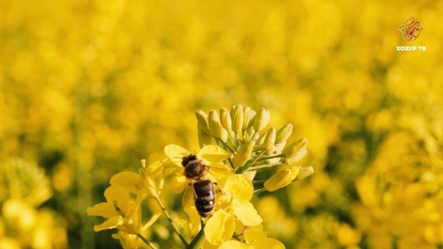 Хезмәт сөючән бөҗәкләр | Гаҗәеп дөнья серләре. Бөҗәкләр дөньясы смотреть онлайн