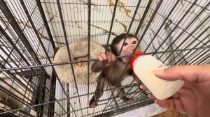 Мы вернулись из отеля «Звездное небо» и Анфиса так соскучилась, а Финик отвык!!!