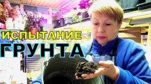 Взяла три грунта для рассады. Провожу испытание, чтоб не плакать весной. Грунт Х радует