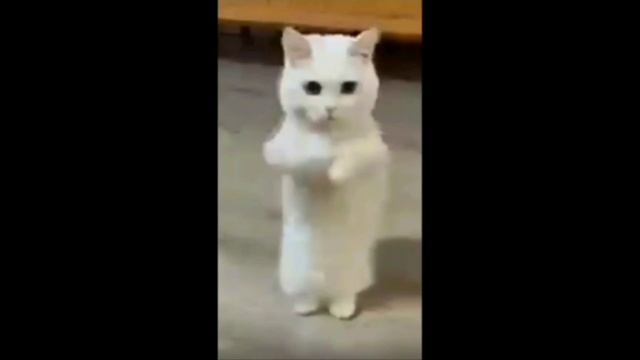 белый кот танцует песню мама шила мне штаны мем смотреть онлайн