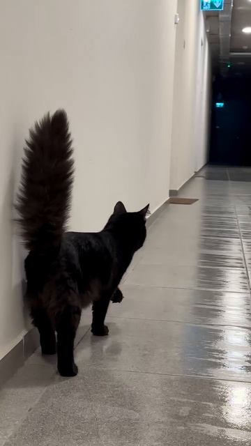 Black cat смотреть онлайн