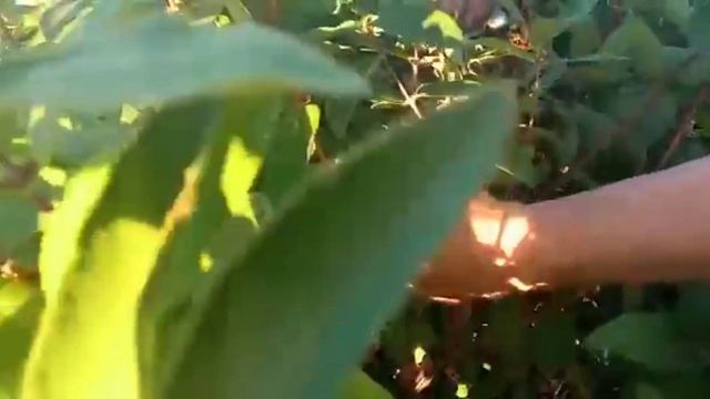 ТОП. Употребление свежей жимолости более 100 дней подряд.