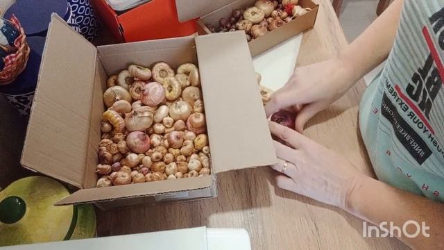 ГЛАДИОЛУСЫ. УСЛОВИЯ ХРАНЕНИЯ В ДОМАШНИХ УСЛОВИЯХ. смотреть онлайн