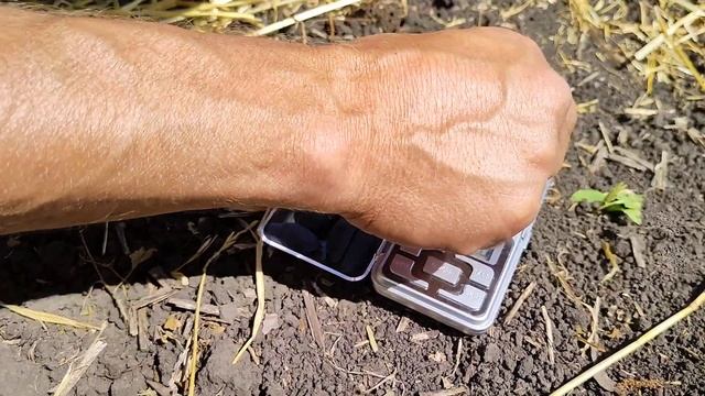 Спеет ГОЛУБОЙ БАНАН. Взвешиваем ягодки жимолости,на чудо закладке ВОСТОРГ лидирует.