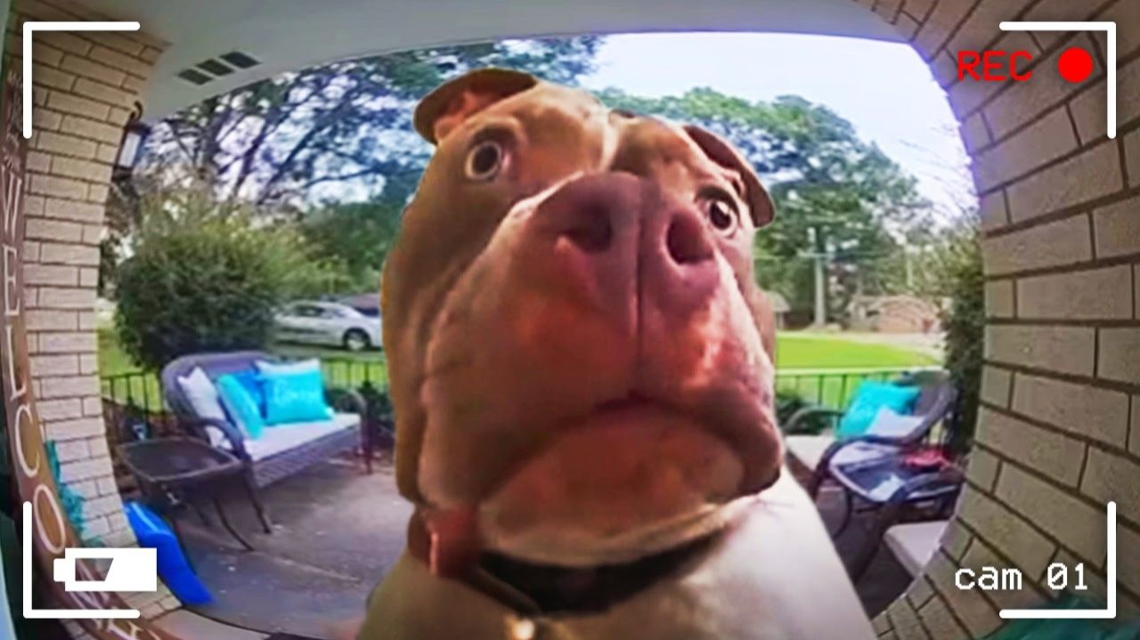 ТАЙНАЯ ЖИЗНЬ ДОМАШНИХ ЖИВОТНЫХ, СНЯТАЯ НА КАМЕРУ смотреть онлайн