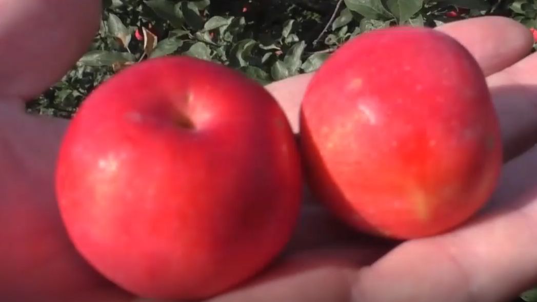 Если осыпаются яблоки смотреть онлайн