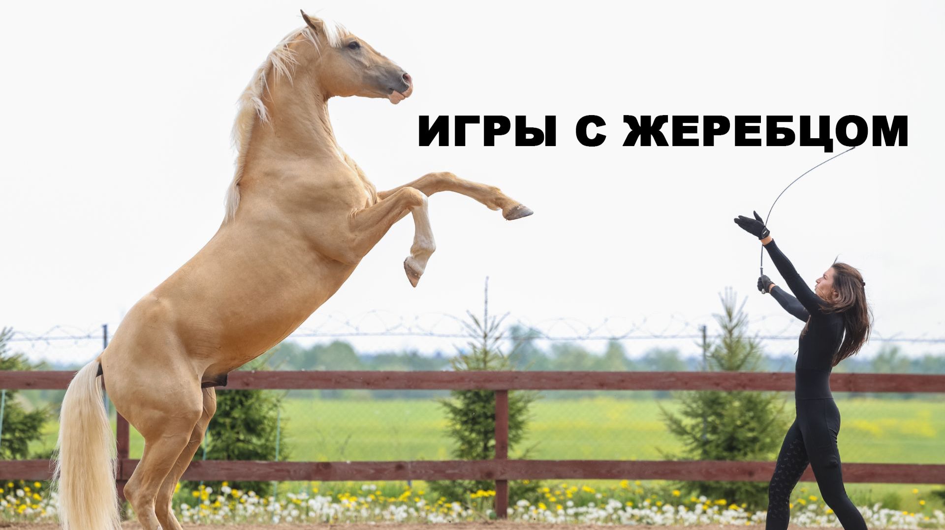 Игры с жеребцом