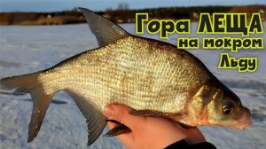 ⚡️Мешок ЛЕЩА из лунки 150 мм🔥 Зимняя рыбалка на первом льду Рузского водохранилища !!