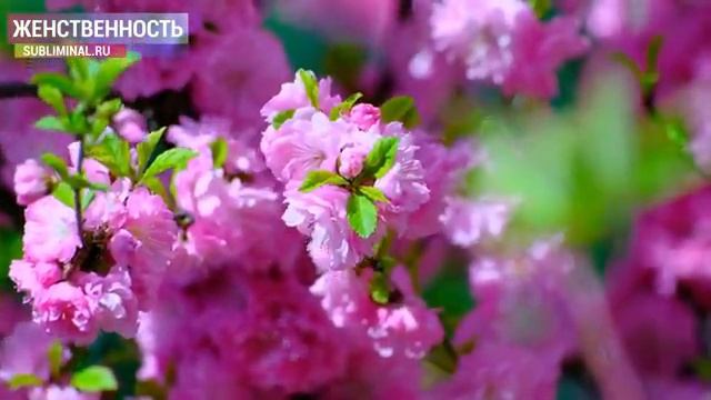 Женская Энергия. Женственность. Манкость. Саблиминал Combo. Скрытые аффирмации. смотреть онлайн