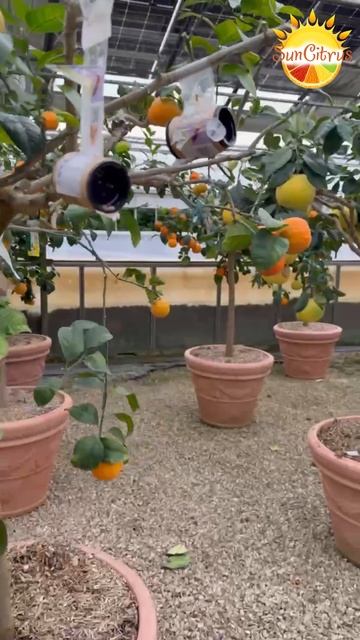 Оскар Тинтори, в гостях 2 🍋