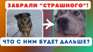 Спасённые от смерти: история трёх собак, которым нужна помощь!