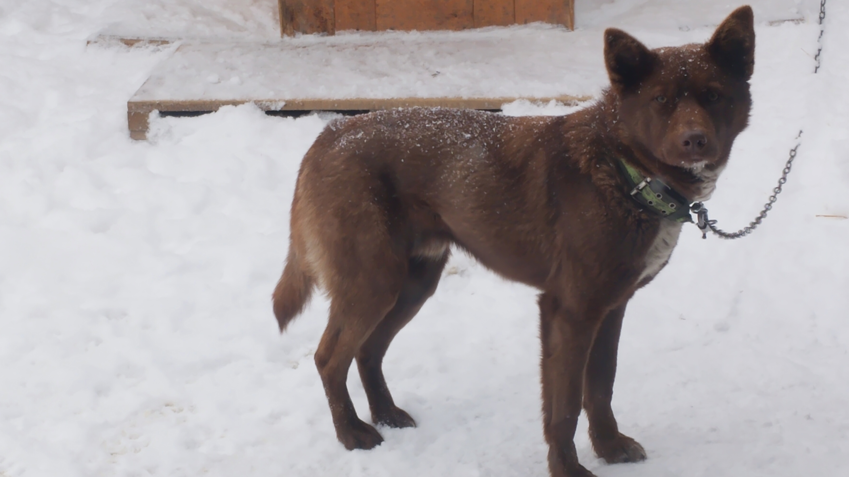 Мишкин бунт! 😁🦮 Смешные животные. 22-12-2025 смотреть онлайн