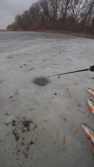 ЧТО ЗА ДЫРА ВО ЛЬДУ?! Рыбалка #астраханскийклев