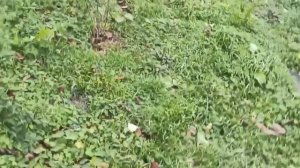 9-11 декабря 2025г.Разобрала ещё одну стенку. Последний урожай в декабре) .mp4