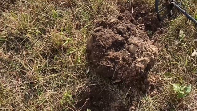 2 копейки 1924 года. ОТКОПАЛ В ПРЯМОМ ЭФИРЕ. КОП МОНЕТ смотреть онлайн