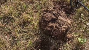 2 копейки 1924 года. ОТКОПАЛ В ПРЯМОМ ЭФИРЕ. КОП МОНЕТ