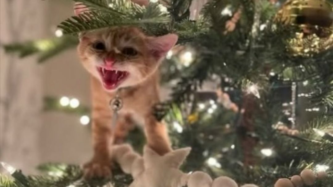 Жёсткие диалоги со свежей мошнёй. 18+ смотреть онлайн