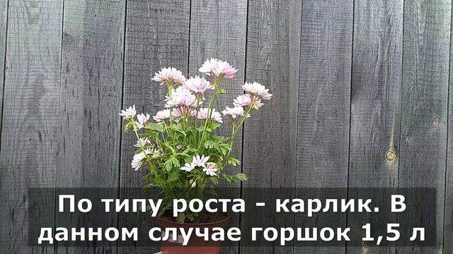 Блиц-обзор сорта пеларгонии Dream Lover смотреть онлайн