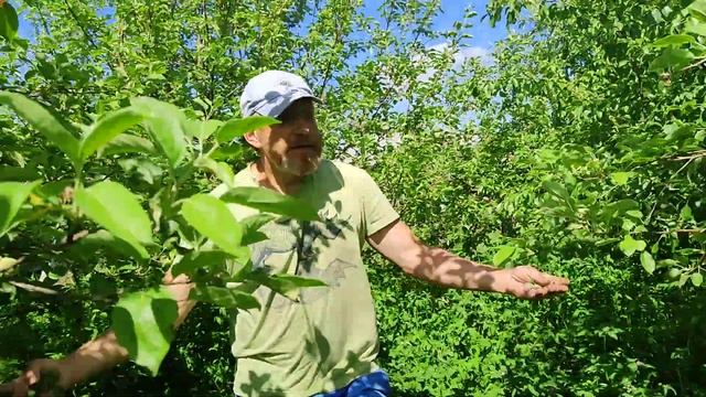 Клевер-это здоровье! Красный для людей. Белый для пчел.