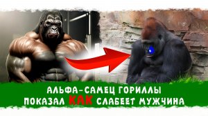 Наглядный урок от АЛЬФА-САМЦА гориллы