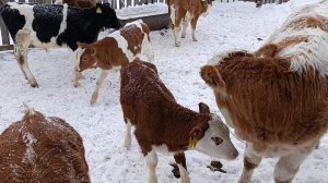 Первая потеря на хозяйстве/Минус один телёнок