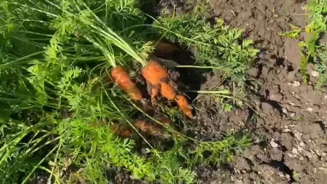 Урожай морковки 2025 год смотреть онлайн