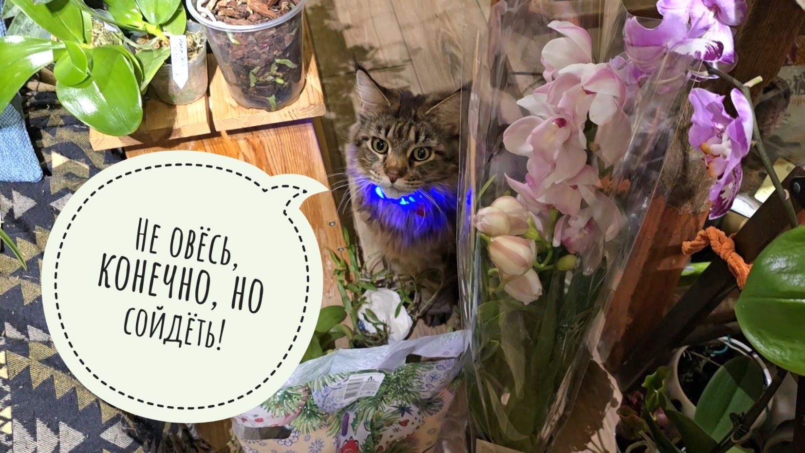 Кошка Морошка соучаствует в распаковке покупок с зимнего Орхидиума. Как всё доехало по холоду? смотреть онлайн