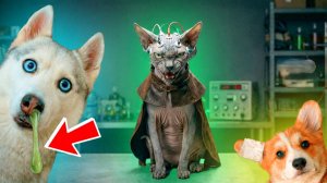 КОТ МАРСИК И МАГИЧЕСКАЯ СОПЛЯ!!