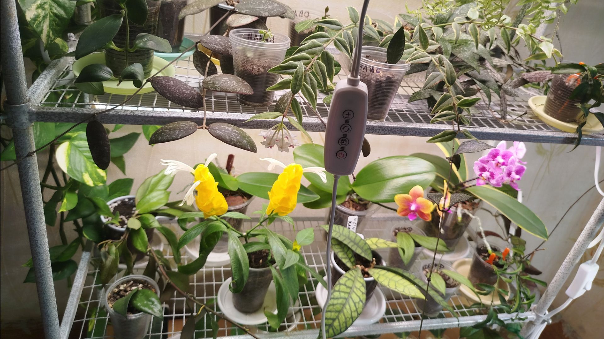 ✂️Операция по спасению хойи, 🚑 растения на стеллаже🌿 и немного пересадок.