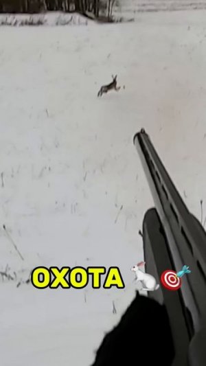 Охота на зайца 🎯 #охота