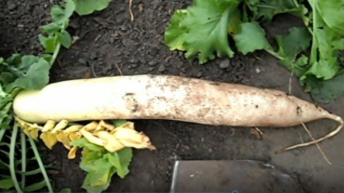 Выращивание дайкона смотреть онлайн