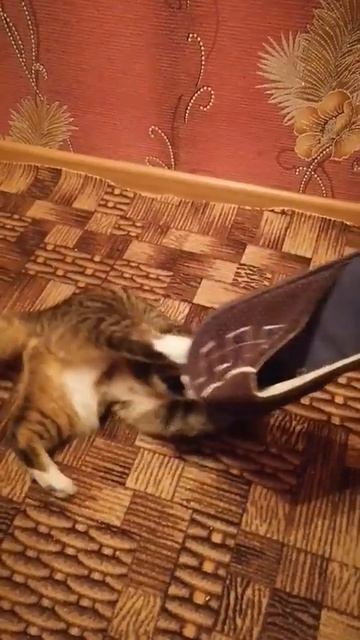 Игра с кошкой) #shorts #cat #game