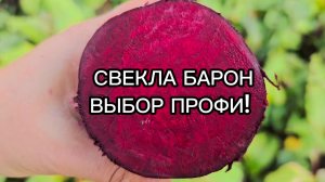 Почему Барон лучшая свёкла для весеннего посева?