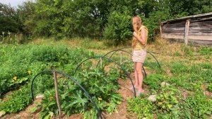2025-07-31 СПИЛИЛИ СТАРУЮ ЯБЛОНЮ.СОБРАЛИ УРОЖАЙ. ЗАДЕЛАЛ ПЛАСТИКОВУЮ БОЧКУ