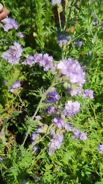 Притенение молодых кустов жимолости, третья обрезка часть 1