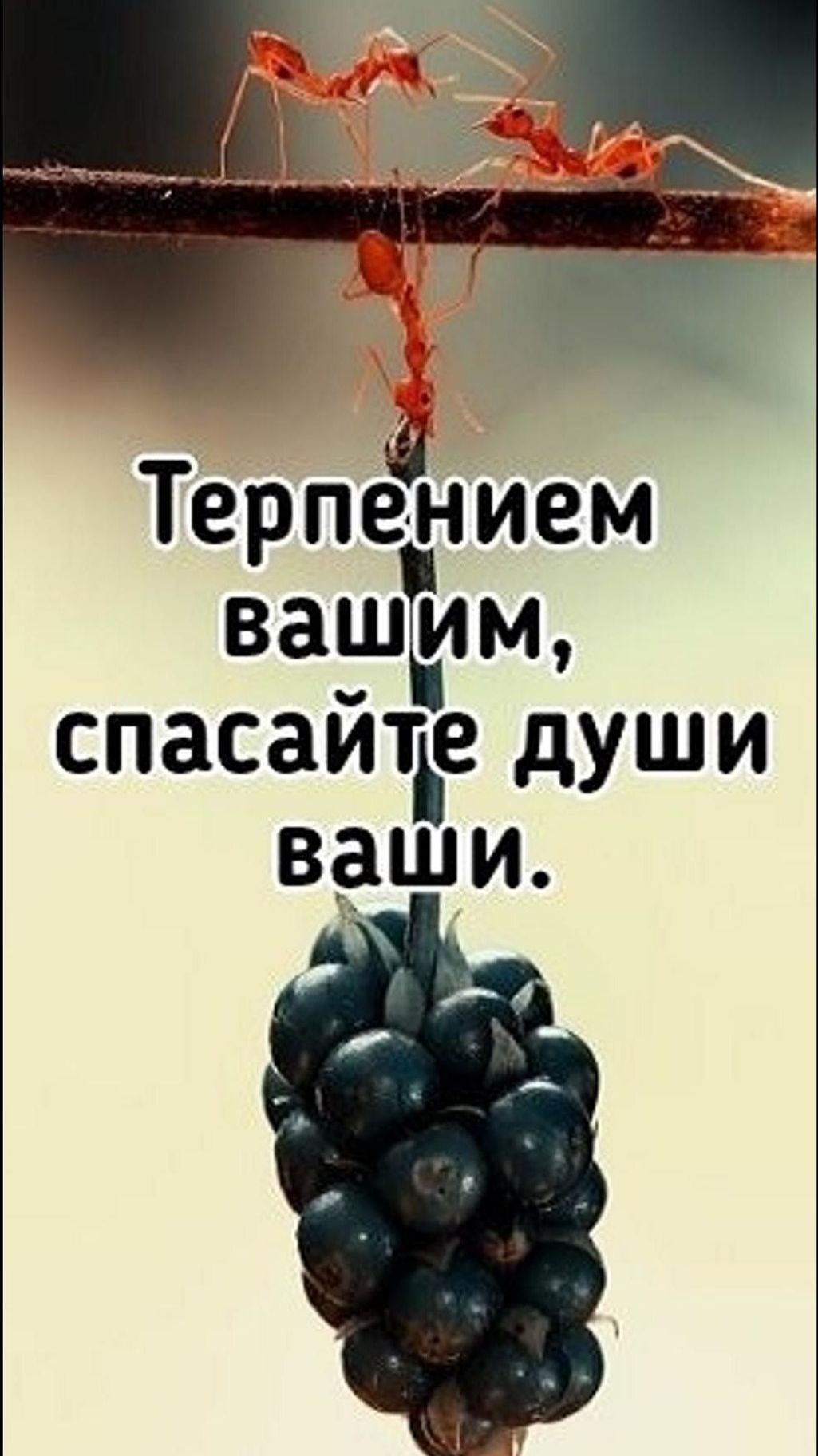 Терпением вашим спасайте души ваши / Церковь «Слово Жизни» Оренбург*/ #woloren #вера #Бог